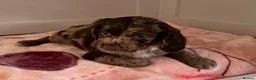 Sprocker dogs for sale: Absolutely adorable sprocker puppys  - Advert 7