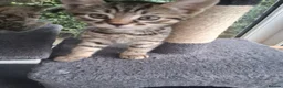 Mixed Breed cats for sale: Stunning Toyger striped tabbies 😻 - Advert 8