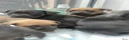 Cane Corso dogs for sale: Beautiful cane corso puppies  - Advert 9