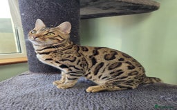Bengal cats for sale:  Outstanding Quality Bengal kittens ready to leave - Image 7