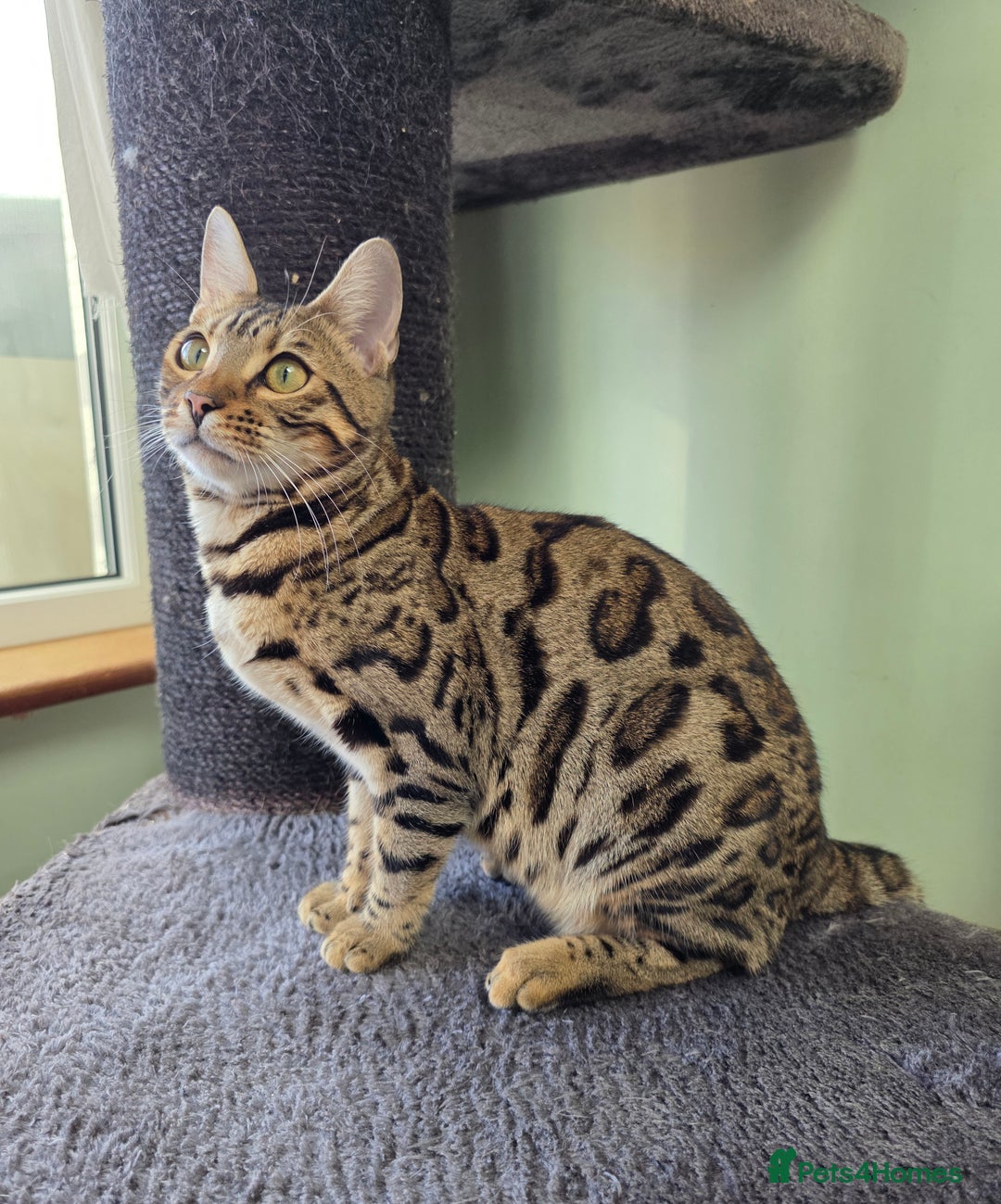 Bengal cats for sale:  Outstanding Quality Bengal kittens ready to leave - Image 7