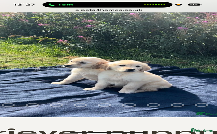 Golden Retriever dogs - Advert 4