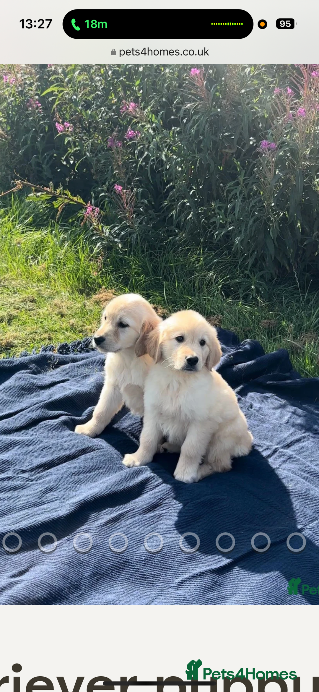 Golden Retriever dogs for sale: Golden Retriever Puppy - Image 1