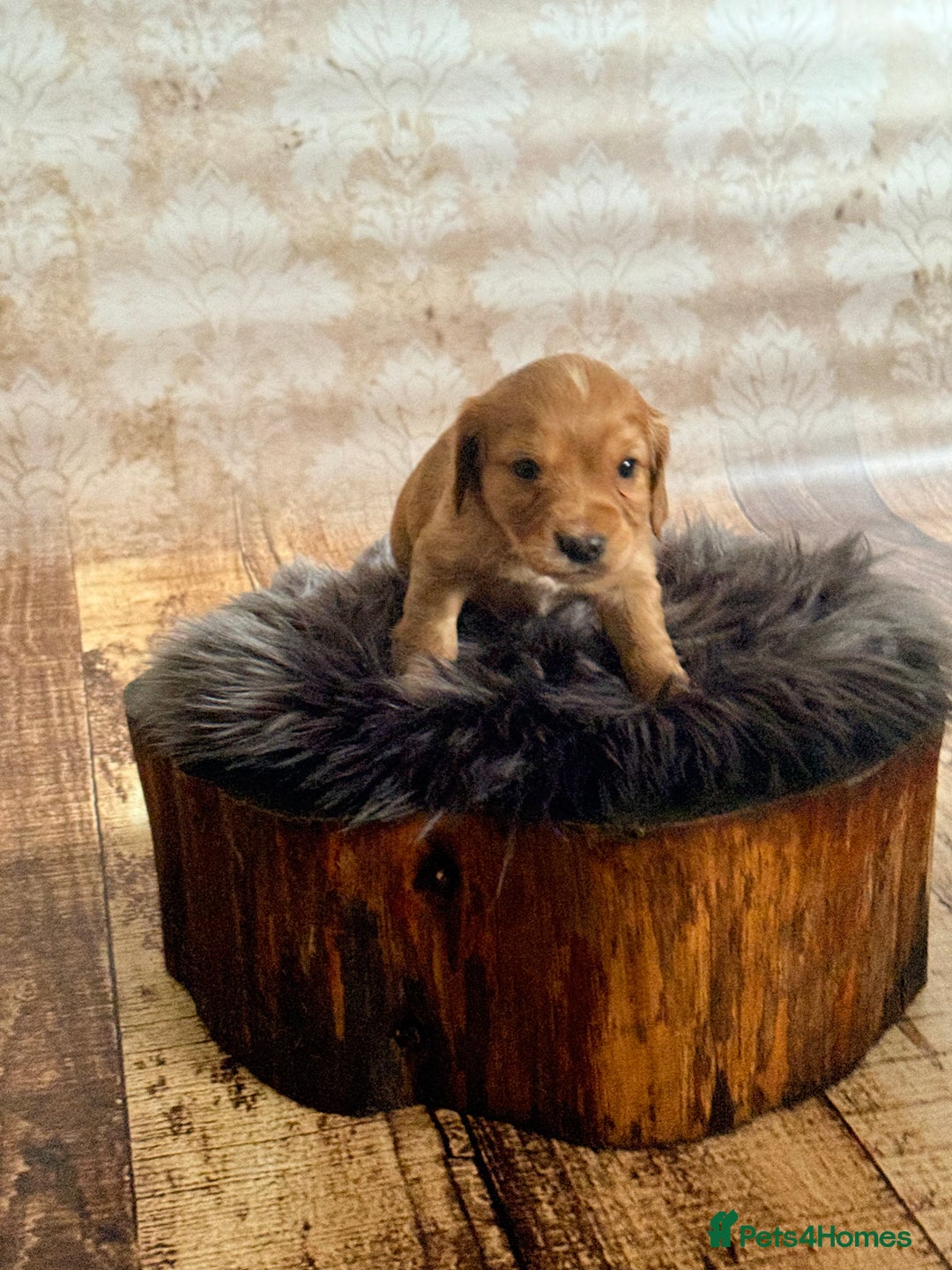 Cocker Spaniel dogs for sale: Stunning litter of cocker spaniel pups  - Advert 5