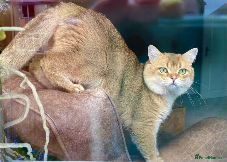 British Shorthair cats Proven golden boy for stud  in Pontefract - Advert 1