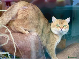 British Shorthair cats in Pontefract - Advert 21