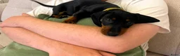 Miniature Dachshund dogs for sale: 10 Week Old Male Dachshund - Advert 4