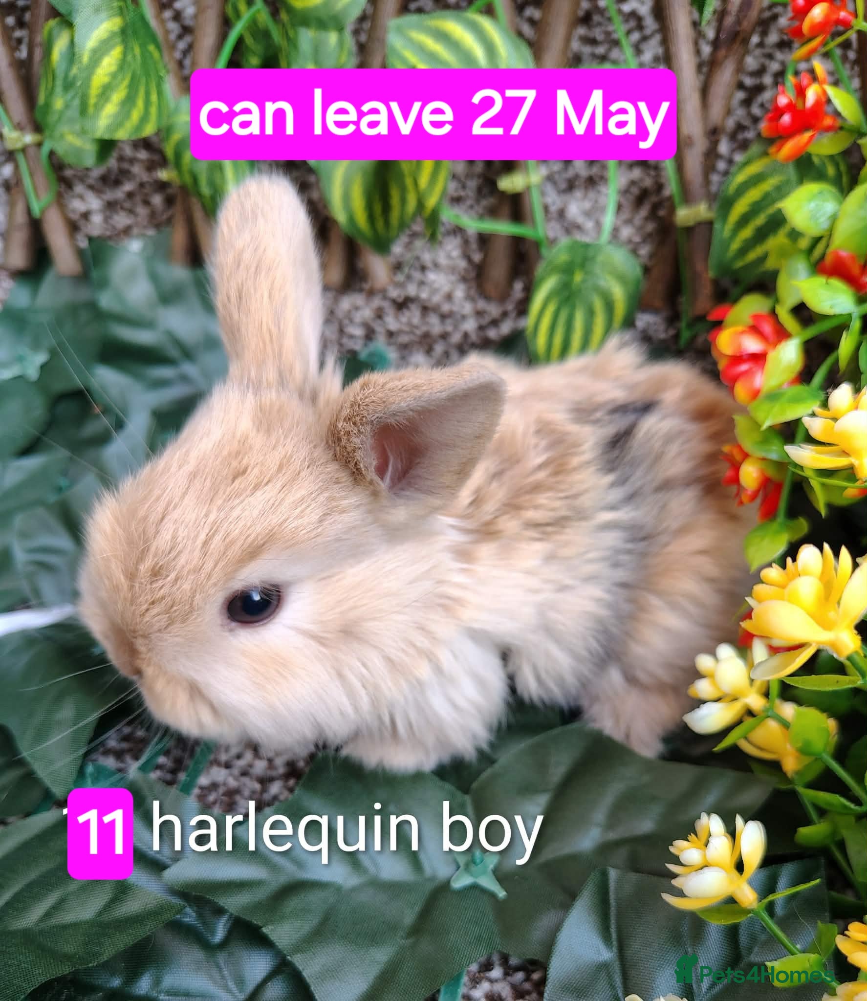 Mini Lop rabbits Baby mini lops gorgeous  - Advert 15