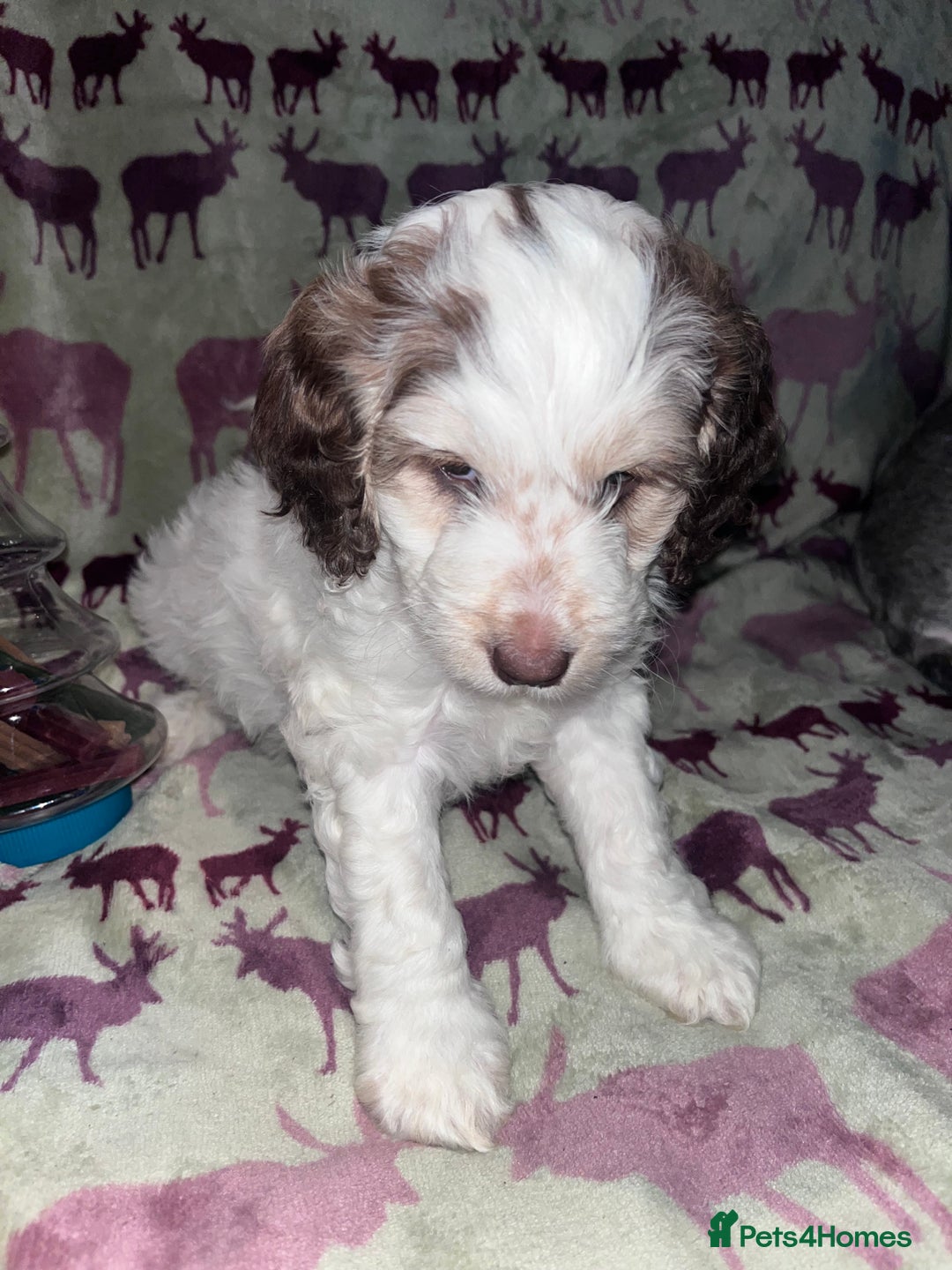 Australian Labradoodle dogs for sale: Gorgeous Australian Labradoodle Puppies  - Advert 17