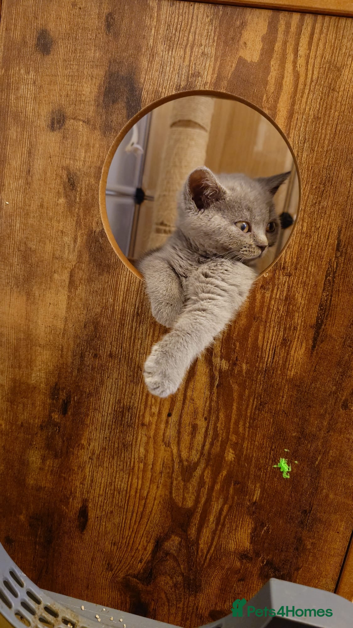 British Shorthair cats Cute babies! - Advert 1
