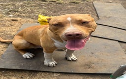 American Bulldog dogs for sale: American bulldog - Image 3
