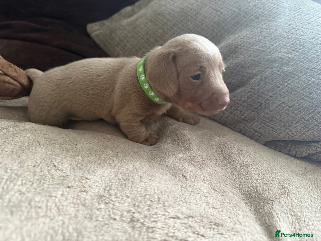 Miniature Dachshund dogs for sale: KC Reg Isabella & Tan Miniature Dachshund Puppies - Advert 26