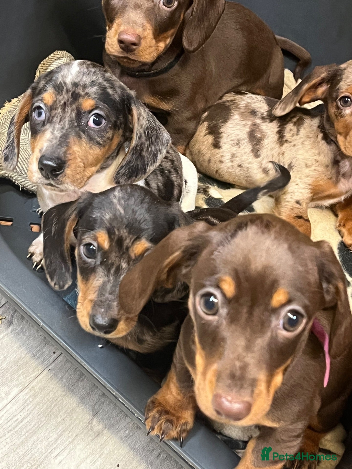 Miniature Dachshund dogs Beautiful Fully health check mini Dachshund pups - Advert 2