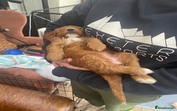 Australian Labradoodle dogs for sale: Genuine 100% Australian Labradoodle Puppies - Image 5