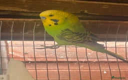 Budgerigars birds for sale: Aviary budgies - Image 2