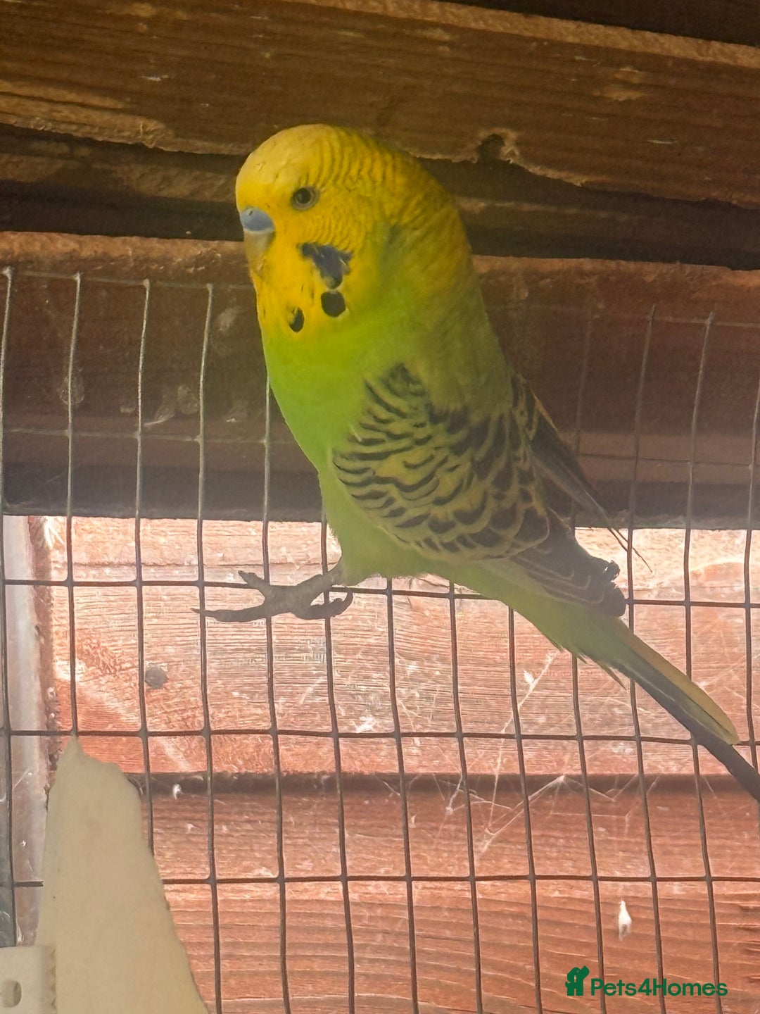 Budgerigars birds for sale: Aviary budgies - Image 2