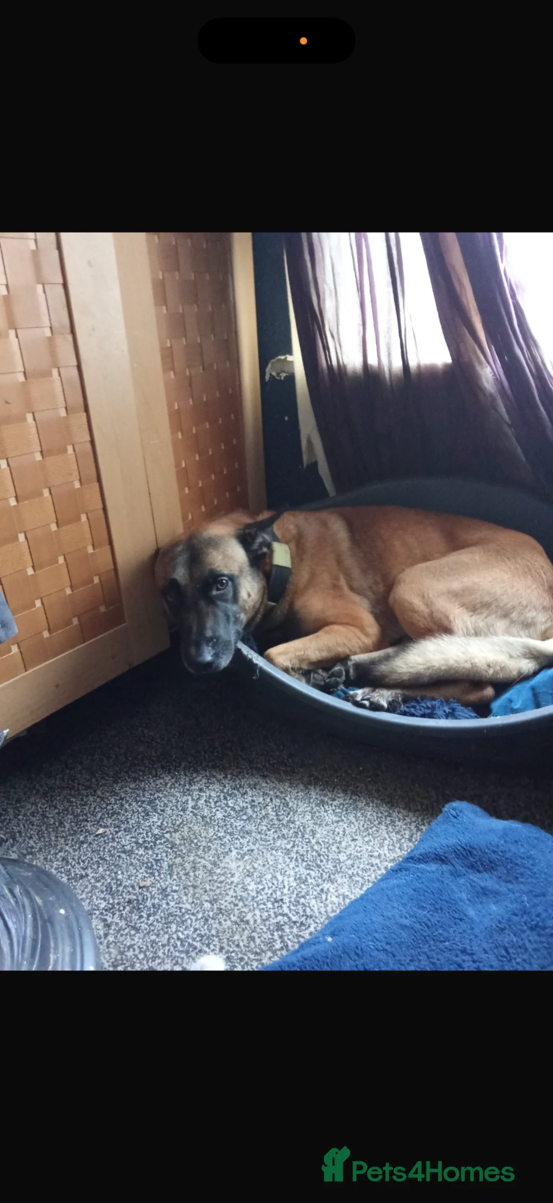 Belgian Shepherd Dog dogs for sale: 10 Belgium Mali pups  - Advert 2