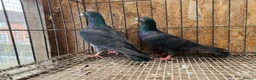 Pigeons birds for sale: TIGER GRIZZLED RACING PIGEONS FOR SALE - Advert 7
