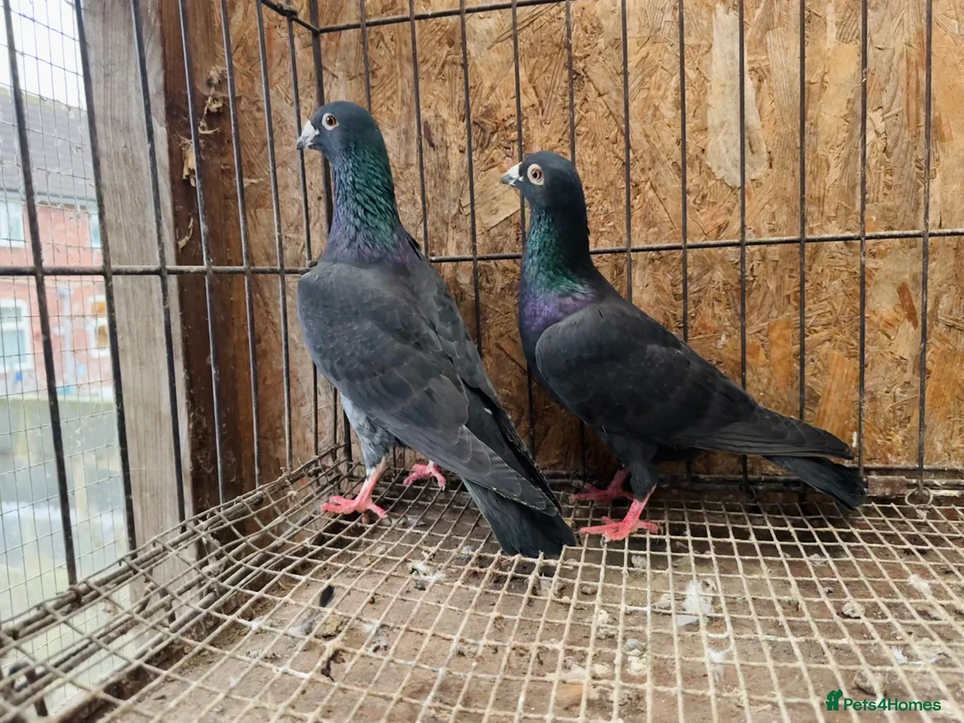Pigeons birds for sale: TIGER GRIZZLED RACING PIGEONS FOR SALE - Advert 7