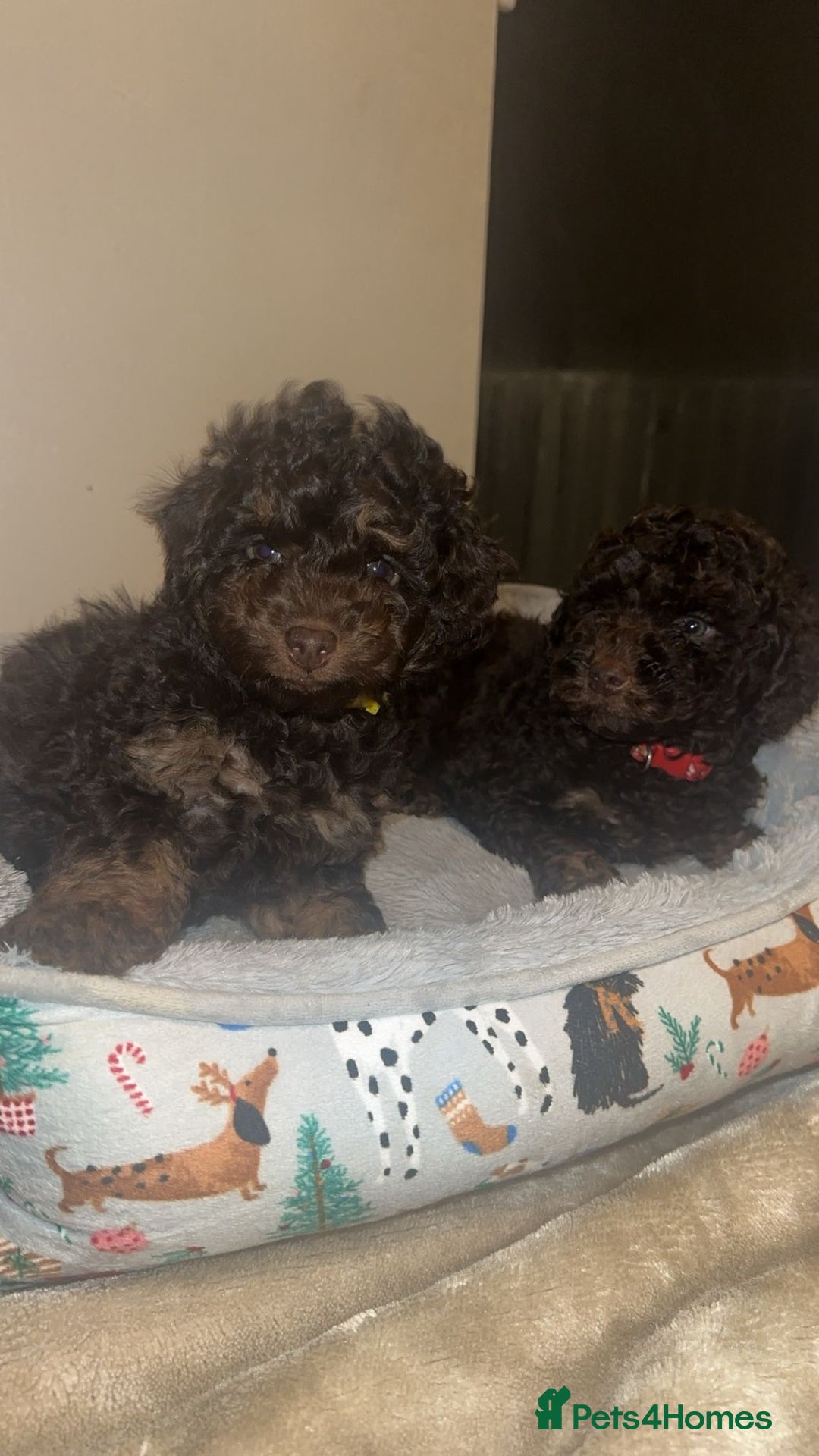Cockapoo dogs for sale: Beautiful F2B Toy Cockapoo Puppies - Advert 18