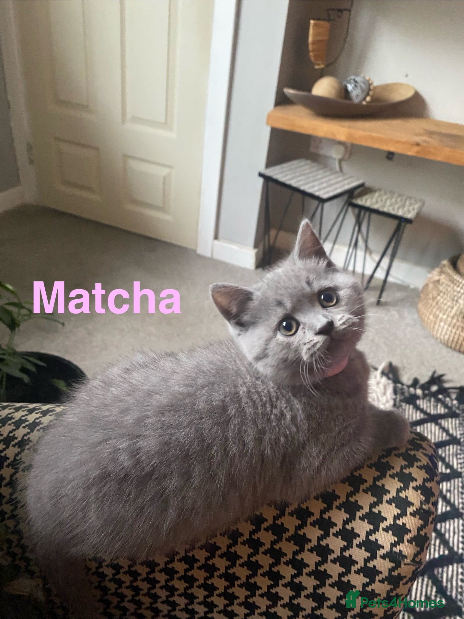 British Shorthair cats Active registered GCCF/TICA British Shorthair - Advert 2