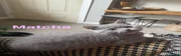 British Shorthair cats for sale: Gorgeous GCCF British Shorthair Kittens  - Advert 6