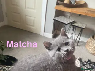 British Shorthair cats Active registered GCCF/TICA British Shorthair - Advert 2