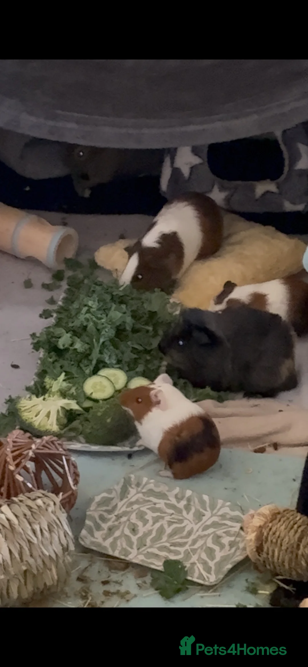 Guinea Pig rodents for sale: 5 guinea pigs  - Advert 7