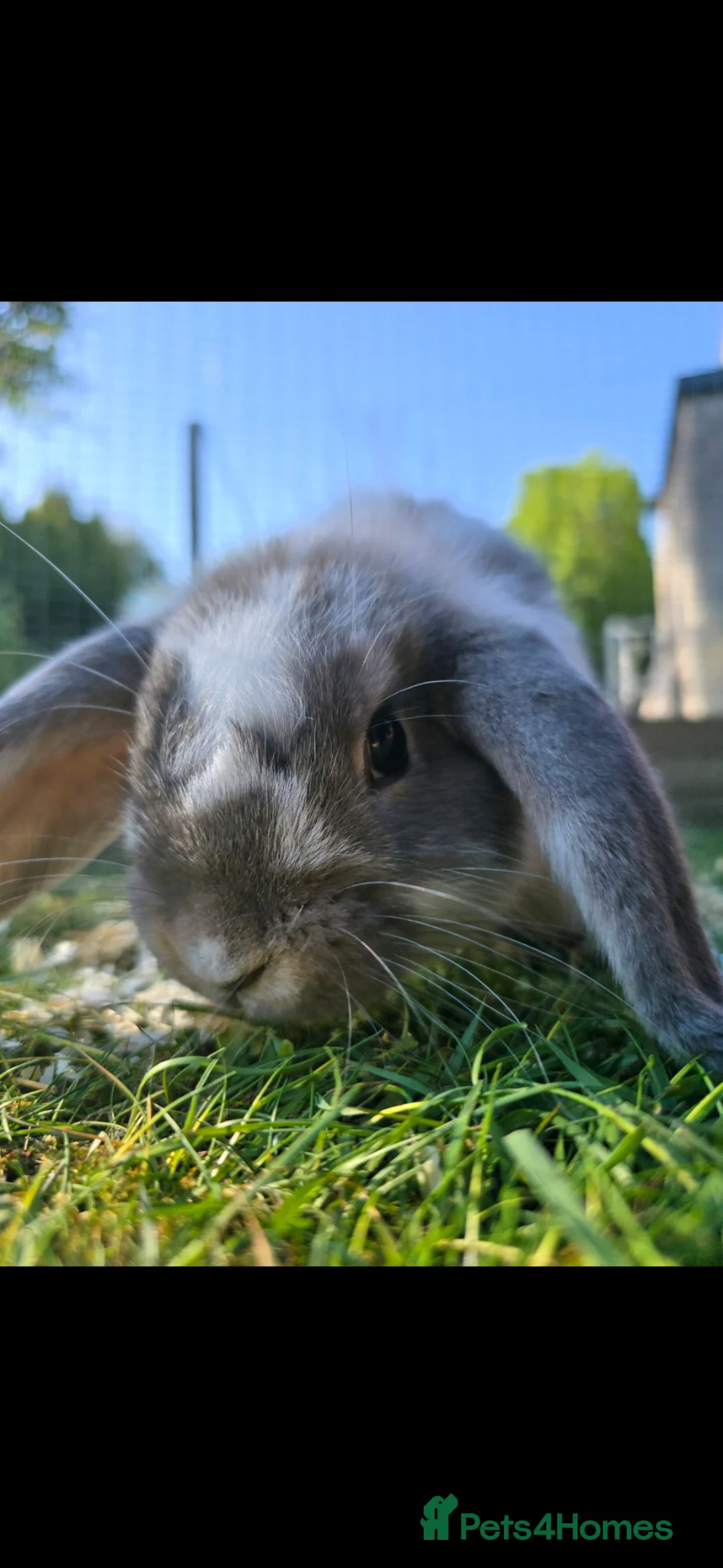 Dwarf Lop rabbits for sale: Bonded Lop Brothers - Advert 1