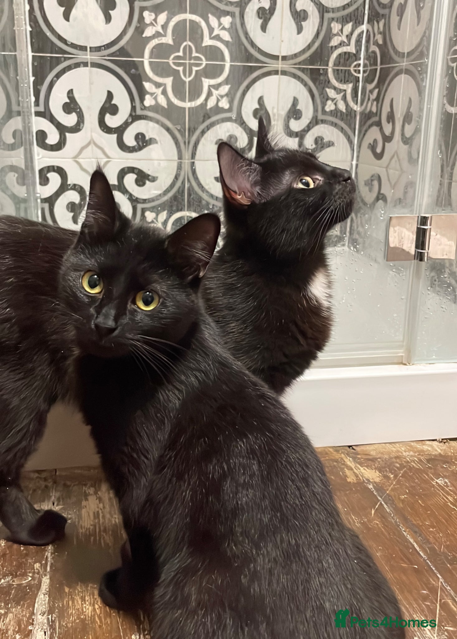 Domestic Shorthair cats Magic and Merlin, 7 month old sibling pair  - Advert 11