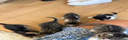 Mixed Breed cats for sale: Beautiful bengal/tabby  in Cheltenham - Advert 9