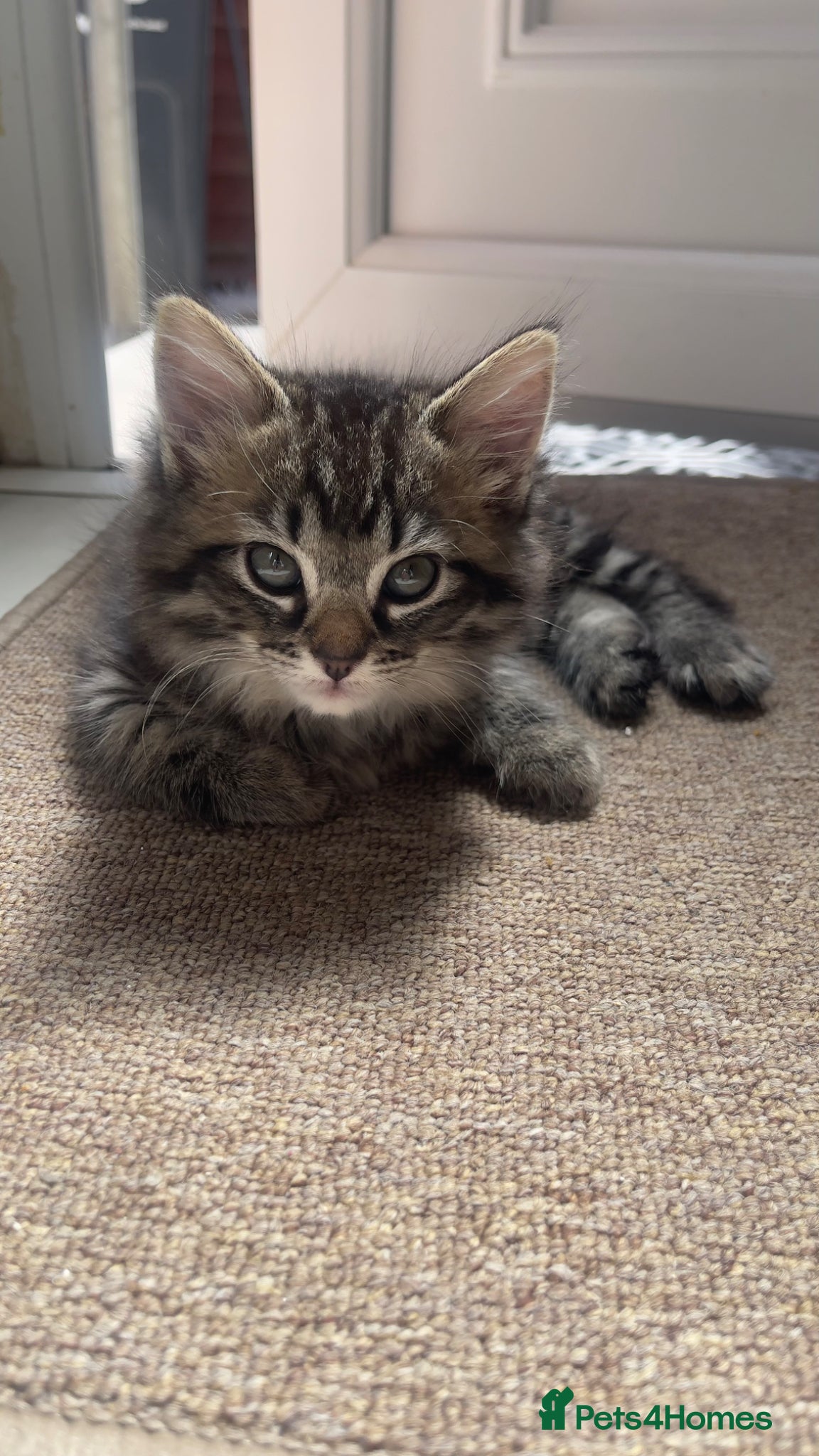 Ragdoll cats for sale: Two Lovely Kittens (3 Months) Half Ragdoll/Tabby in Birmingham - Advert 7