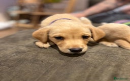 Labrador Retriever dogs for sale: Beautiful healthy puppies ready THIS WEEKEND - Image 12