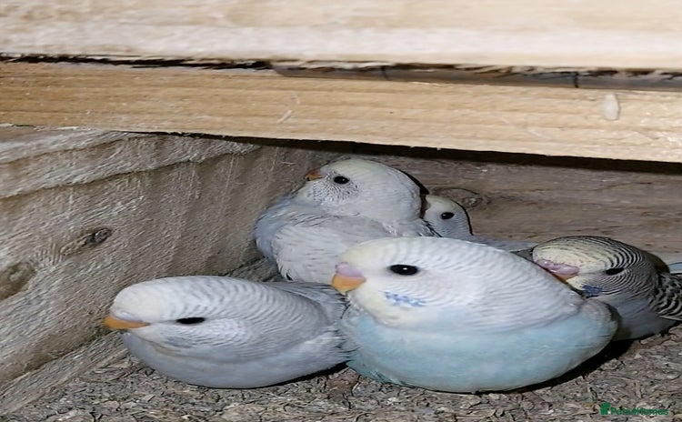 Budgerigars birds - Advert 1
