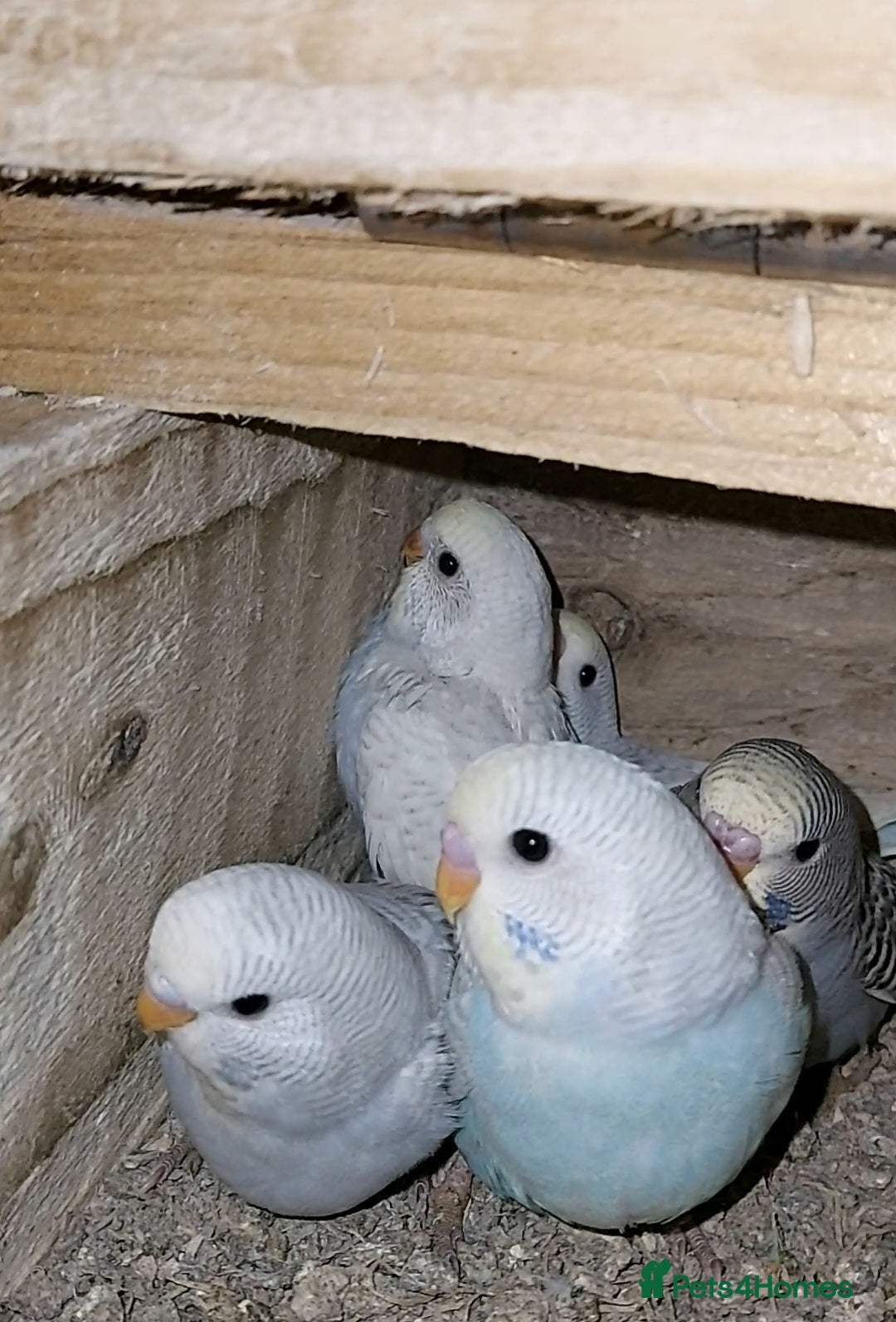 Budgerigars birds for sale: Baby Budgies In Warlingham (Ready 10th August) - Image 1