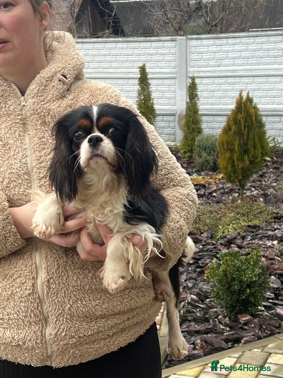 Cavalier King Charles Spaniel dogs for adoption: WINSTON – Cavalier King Charles Spaniel (Male) - Advert 3