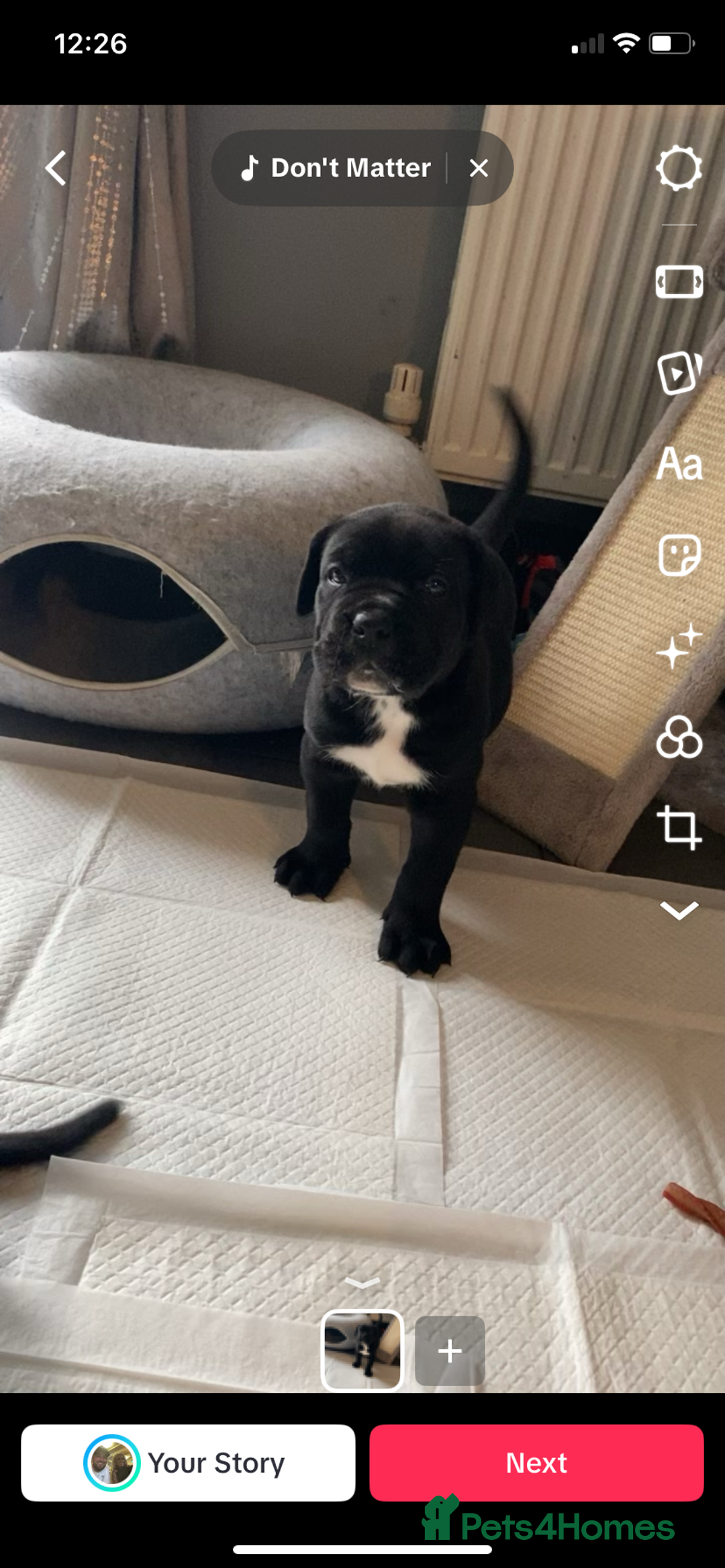 Cane Corso dogs for sale: 2 big cane Corso girls left ! Ready to go now  - Advert 6