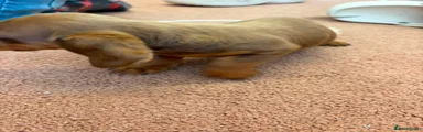 Dachshund 6