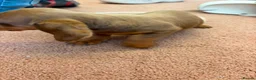 Dachshund dogs for sale: Beautiful puos - Advert 5