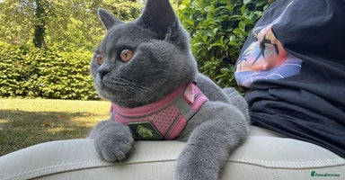 British Shorthair cats - Advert 6