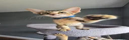 Savannah cats for sale: F8 SBT savannah kittens- TICA registered Ready Now - Advert 5