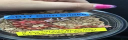 Corn Snake reptiles for sale: Cornsnake & Set up - Advert 8
