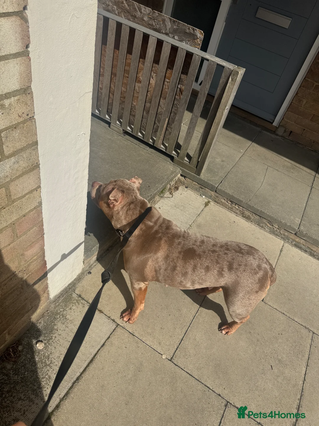 American Bully dogs for sale: 4 year old Female American bully for sale  - Advert 7