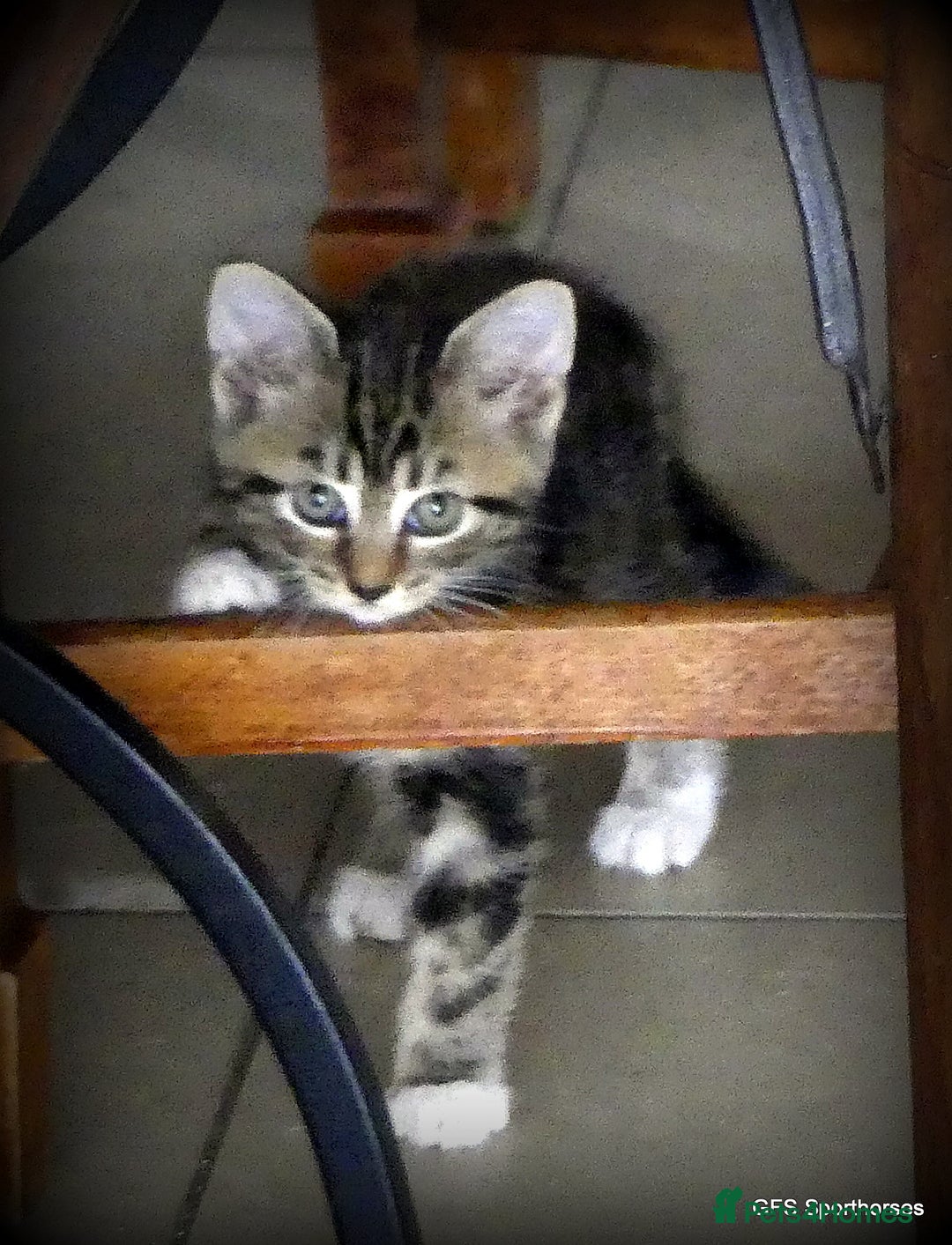 Domestic Shorthair cats for sale: Two very Pretty Kittens - Image 8