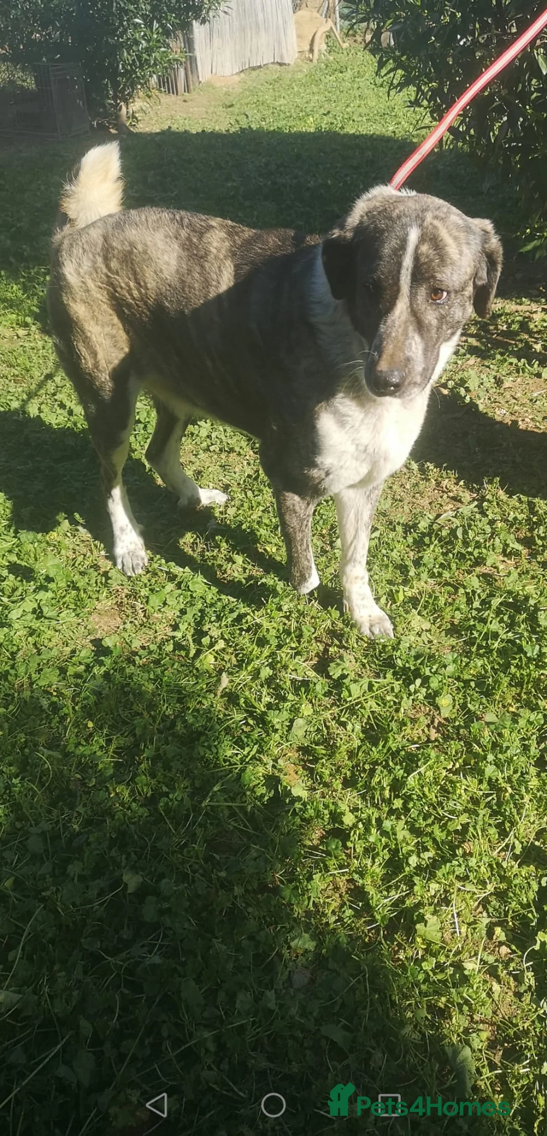 Mixed Breed dogs for adoption: Please can you offer Nana a home 🏡  - Advert 5