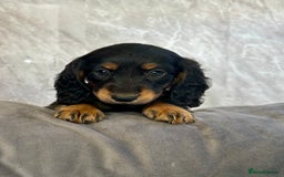 Miniature Dachshund dogs for sale: Miniature dachshund puppies  - Image 31