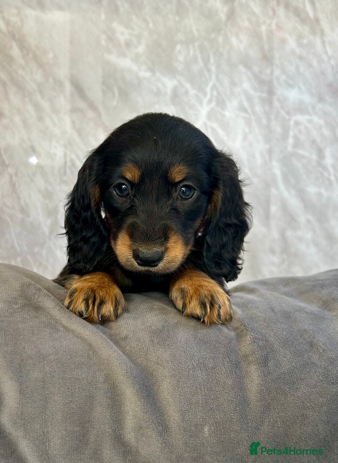 Miniature Dachshund dogs for sale: Miniature dachshund puppies  - Image 31