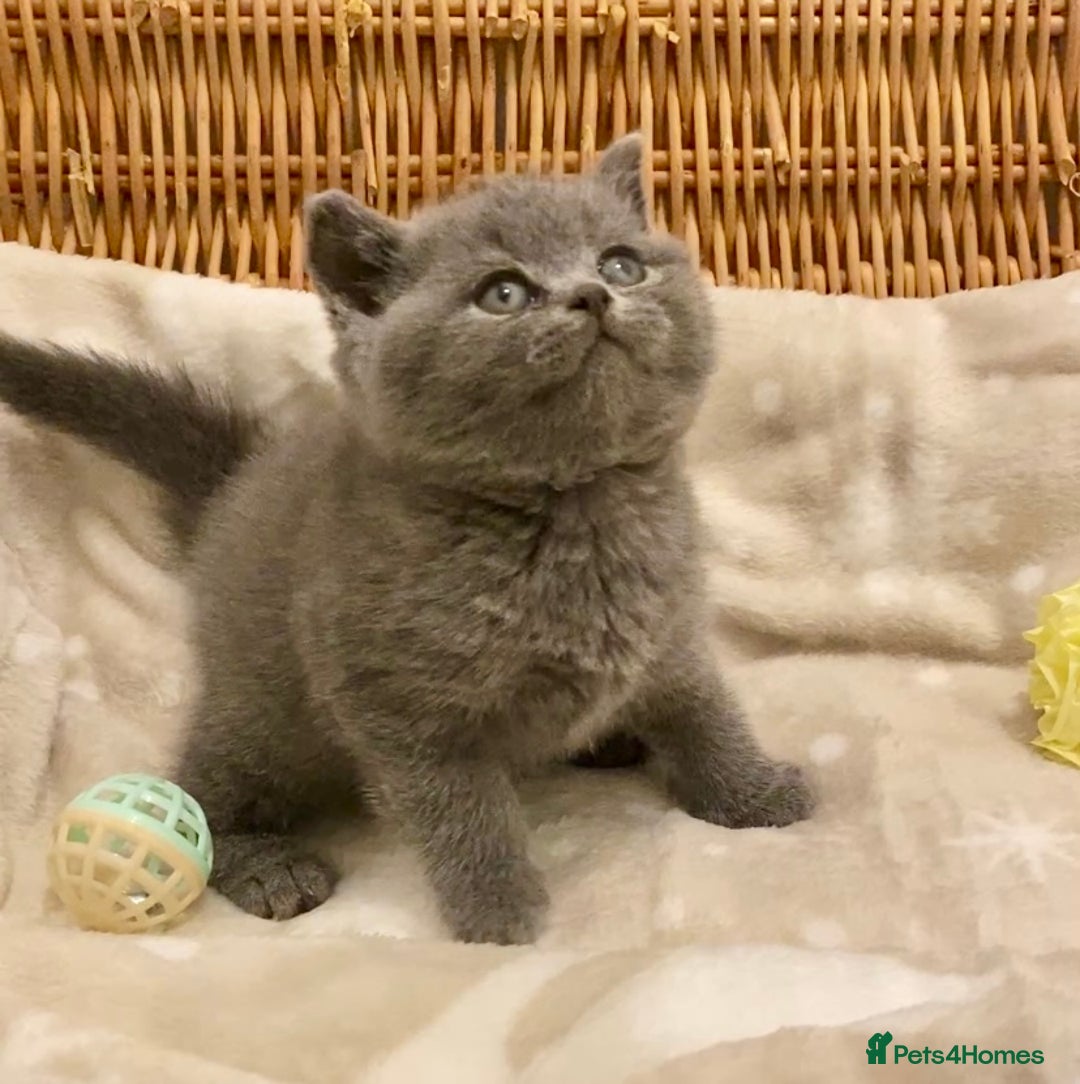 British Shorthair cats for sale: 🧸EXCEPTIONAL QUALITY PURE BREED BSH TEDDY BEARS🧸 - Advert 27