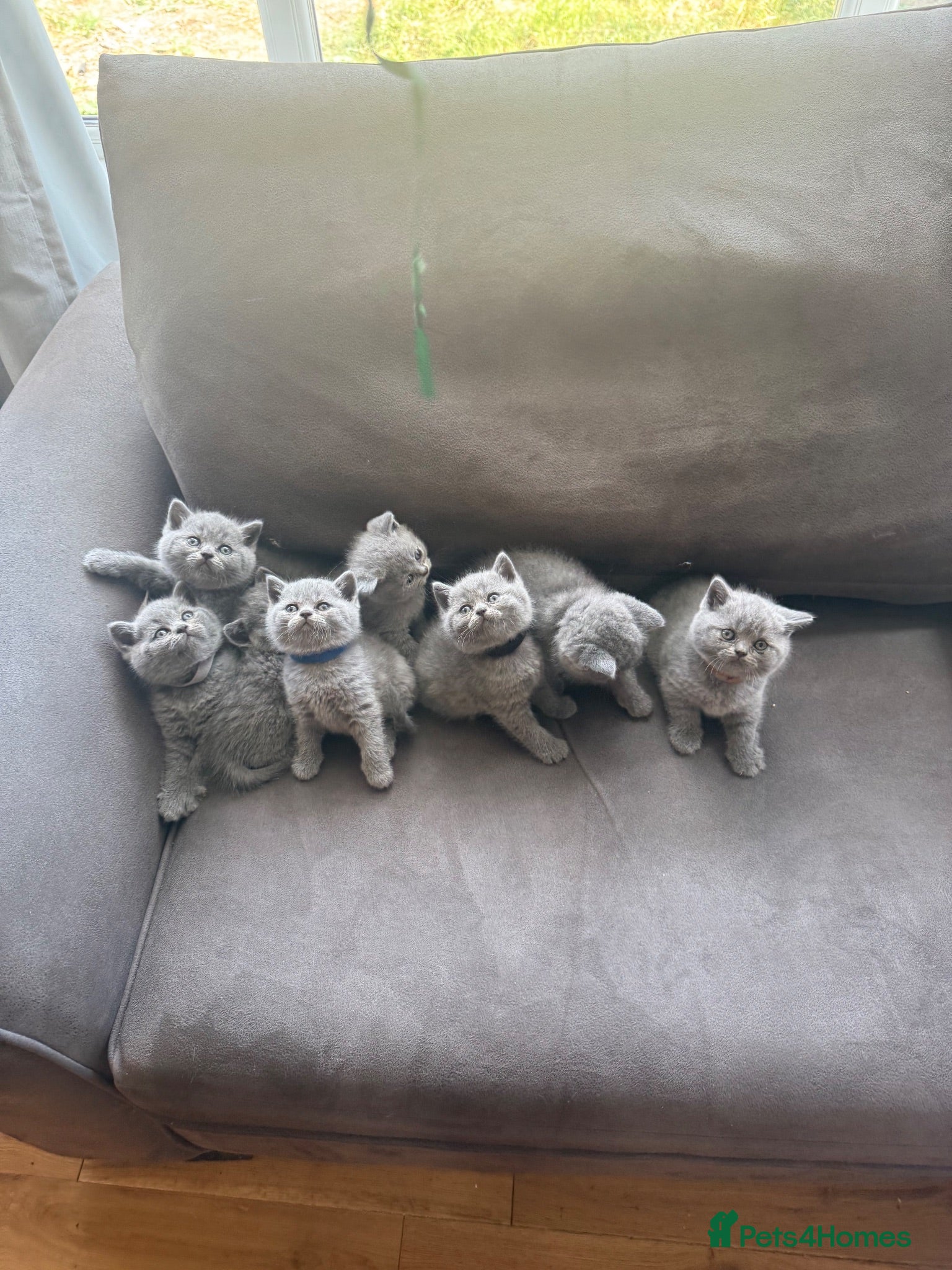 British Shorthair cats British short hair grey / blue kittens  - Advert 2