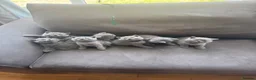 British Shorthair cats for sale: GCCF Pedigree British Shorthair Kittens -blue/grey - Advert 14